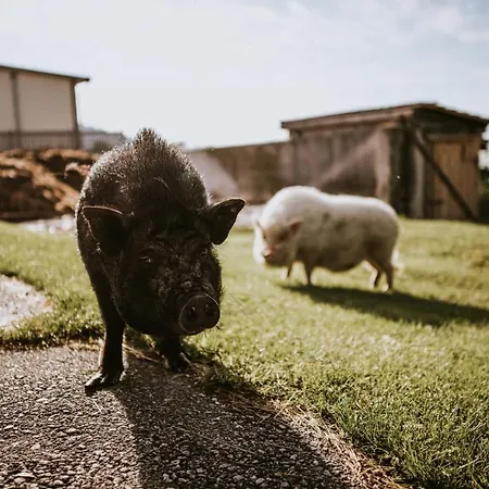 Hof Zaunfranzl 아파트 *