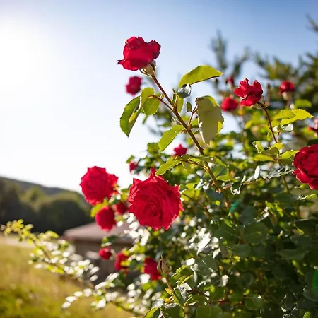 아파트 Hof Zaunfranzl *