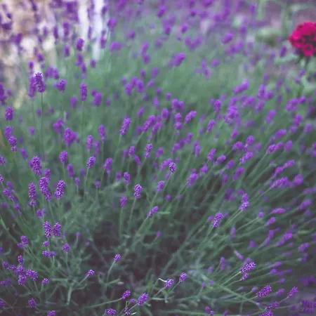 아파트 Hof Zaunfranzl *