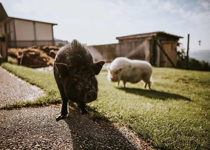 Hof Zaunfranzl Apartament *