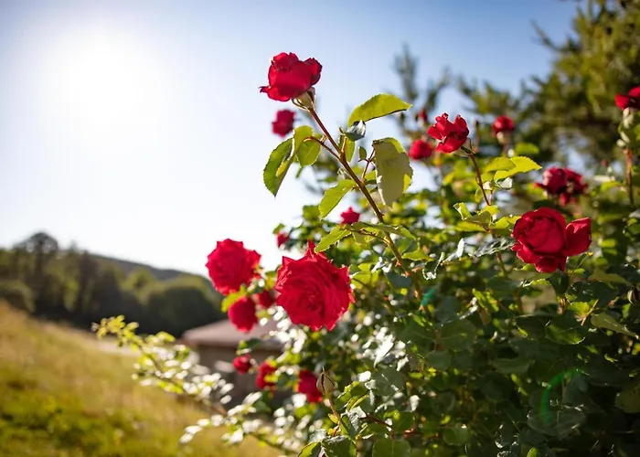 Apartment Hof Zaunfranzl *