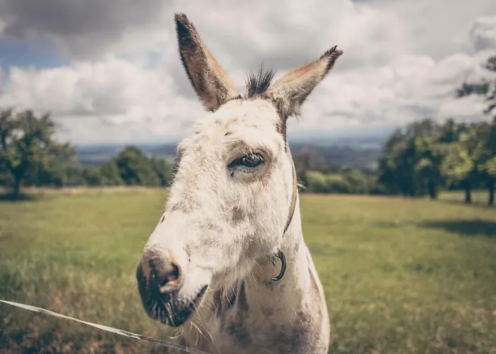 Apartment Hof Zaunfranzl