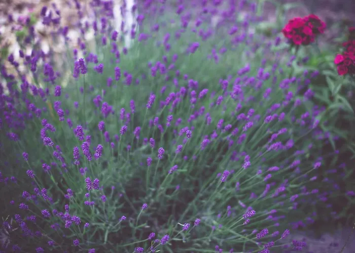 Apartment Hof Zaunfranzl *